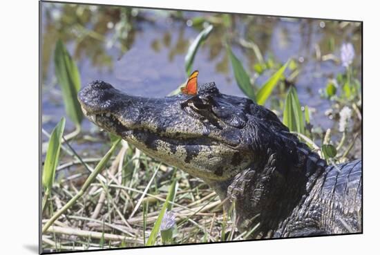 Black Caiman with Butterfly-Hal Beral-Mounted Photographic Print