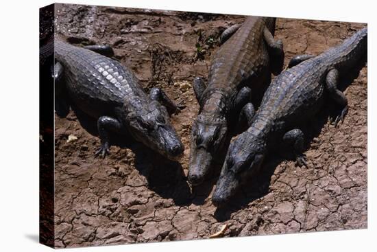 Black Caimans Sunbathing-W. Perry Conway-Stretched Canvas