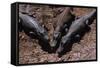 Black Caimans Sunbathing-W. Perry Conway-Framed Stretched Canvas