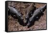 Black Caimans Sunbathing-W. Perry Conway-Framed Stretched Canvas