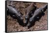 Black Caimans Sunbathing-W. Perry Conway-Framed Stretched Canvas