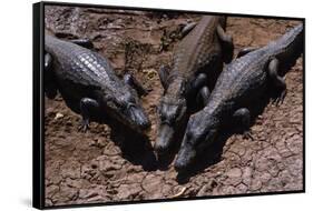 Black Caimans Sunbathing-W. Perry Conway-Framed Stretched Canvas