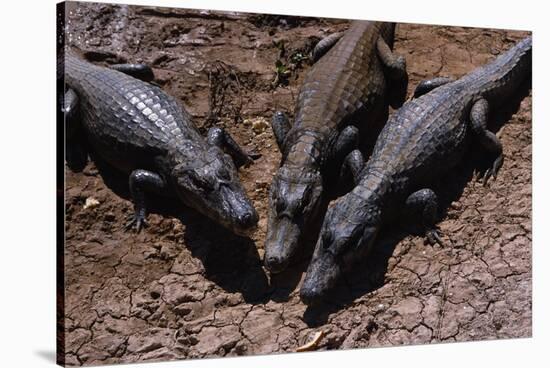 Black Caimans Sunbathing-W. Perry Conway-Stretched Canvas