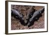 Black Caimans Sunbathing-W. Perry Conway-Framed Photographic Print