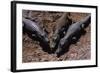 Black Caimans Sunbathing-W. Perry Conway-Framed Photographic Print