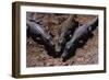 Black Caimans Sunbathing-W. Perry Conway-Framed Photographic Print