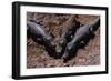 Black Caimans Sunbathing-W. Perry Conway-Framed Photographic Print