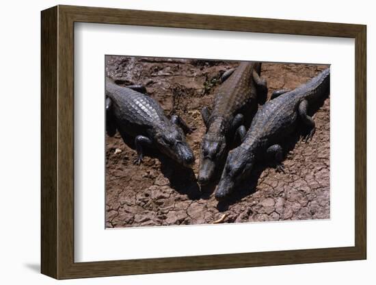 Black Caimans Sunbathing-W. Perry Conway-Framed Photographic Print