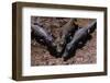 Black Caimans Sunbathing-W. Perry Conway-Framed Photographic Print
