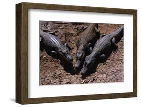 Black Caimans Sunbathing-W. Perry Conway-Framed Photographic Print