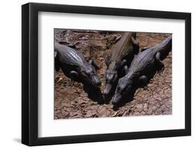 Black Caimans Sunbathing-W. Perry Conway-Framed Photographic Print