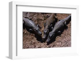 Black Caimans Sunbathing-W. Perry Conway-Framed Photographic Print