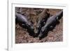 Black Caimans Sunbathing-W. Perry Conway-Framed Photographic Print