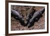 Black Caimans Sunbathing-W. Perry Conway-Framed Photographic Print