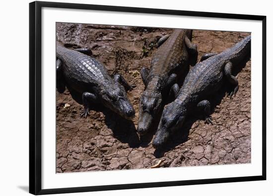 Black Caimans Sunbathing-W. Perry Conway-Framed Photographic Print