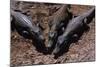 Black Caimans Sunbathing-W. Perry Conway-Mounted Photographic Print