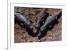 Black Caimans Sunbathing-W. Perry Conway-Framed Photographic Print