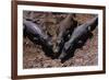 Black Caimans Sunbathing-W. Perry Conway-Framed Photographic Print