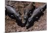 Black Caimans Sunbathing-W. Perry Conway-Mounted Photographic Print