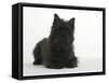 Black Cairn Terrier Lying Down with Head Up-Petra Wegner-Framed Stretched Canvas