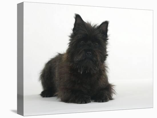 Black Cairn Terrier Lying Down with Head Up-Petra Wegner-Stretched Canvas