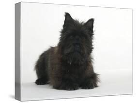 Black Cairn Terrier Lying Down with Head Up-Petra Wegner-Stretched Canvas