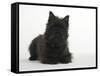 Black Cairn Terrier Lying Down with Head Up-Petra Wegner-Framed Stretched Canvas