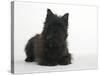 Black Cairn Terrier Lying Down with Head Up-Petra Wegner-Stretched Canvas