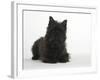 Black Cairn Terrier Lying Down with Head Up-Petra Wegner-Framed Photographic Print