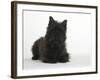 Black Cairn Terrier Lying Down with Head Up-Petra Wegner-Framed Photographic Print