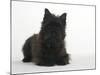 Black Cairn Terrier Lying Down with Head Up-Petra Wegner-Mounted Photographic Print