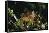 Black-Capped Capuchin-W. Perry Conway-Framed Stretched Canvas