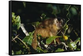 Black-Capped Capuchin-W. Perry Conway-Framed Stretched Canvas