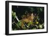 Black-Capped Capuchin-W. Perry Conway-Framed Photographic Print