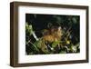 Black-Capped Capuchin-W. Perry Conway-Framed Photographic Print