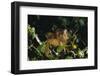 Black-Capped Capuchin-W. Perry Conway-Framed Photographic Print