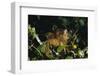 Black-Capped Capuchin-W. Perry Conway-Framed Photographic Print