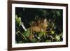 Black-Capped Capuchin-W. Perry Conway-Framed Photographic Print