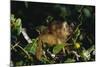 Black-Capped Capuchin-W. Perry Conway-Mounted Photographic Print