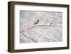 Black-capped chickadee during spring snowstomr, New York-Marie Read-Framed Photographic Print