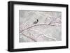 Black-capped chickadee during spring snowstomr, New York-Marie Read-Framed Photographic Print