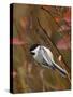 Black Capped Chickadee, Eating Flower Seeds, Grand Teton National Park, Wyoming, USA-Rolf Nussbaumer-Stretched Canvas