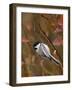 Black Capped Chickadee, Eating Flower Seeds, Grand Teton National Park, Wyoming, USA-Rolf Nussbaumer-Framed Photographic Print