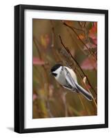 Black Capped Chickadee, Eating Flower Seeds, Grand Teton National Park, Wyoming, USA-Rolf Nussbaumer-Framed Photographic Print