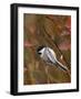 Black Capped Chickadee, Eating Flower Seeds, Grand Teton National Park, Wyoming, USA-Rolf Nussbaumer-Framed Photographic Print