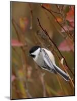Black Capped Chickadee, Eating Flower Seeds, Grand Teton National Park, Wyoming, USA-Rolf Nussbaumer-Mounted Photographic Print