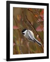 Black Capped Chickadee, Eating Flower Seeds, Grand Teton National Park, Wyoming, USA-Rolf Nussbaumer-Framed Photographic Print