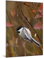 Black Capped Chickadee, Eating Flower Seeds, Grand Teton National Park, Wyoming, USA-Rolf Nussbaumer-Mounted Photographic Print