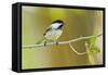 Black-capped Chickadee perched in cottonwood tree.-Larry Ditto-Framed Stretched Canvas
