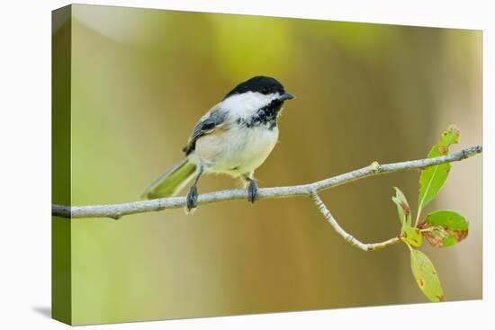 Black-capped Chickadee perched in cottonwood tree.-Larry Ditto-Stretched Canvas